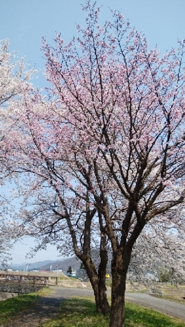 鎌倉桜ケ岡公園 ガーデニング畑